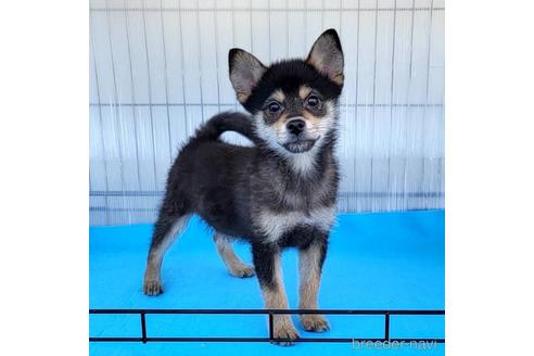 成約済の茨城県のミックス犬-219964の5枚目