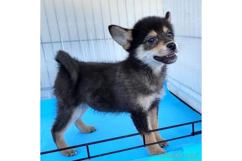 成約済の茨城県のミックス犬-219964の2枚目