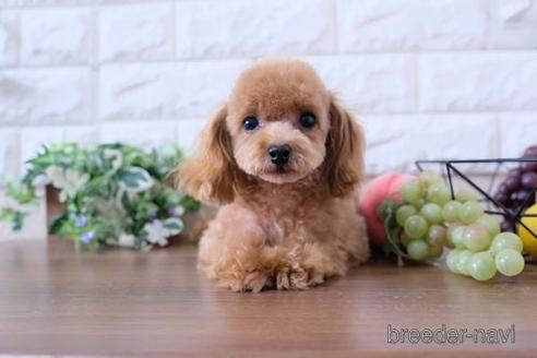 成約済の滋賀県のティーカッププードル-233568