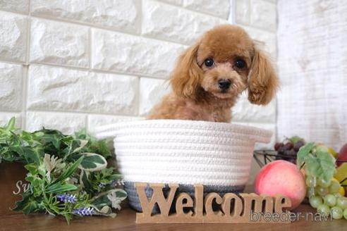 成約済の滋賀県のティーカッププードル-233568の6枚目