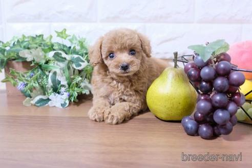 成約済の滋賀県のティーカッププードル-233568の3枚目