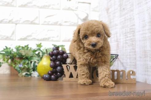 成約済の滋賀県のティーカッププードル-233568の2枚目