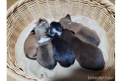 成約済の千葉県のチワワ(ロングコート)-237446の5枚目