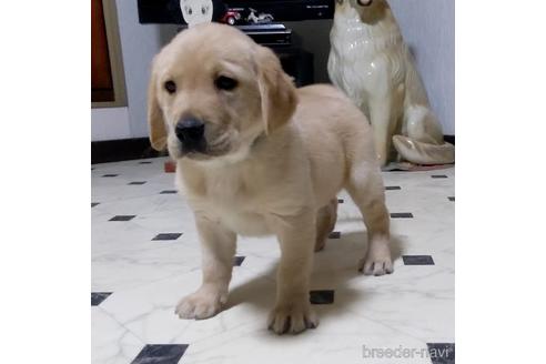 成約済の三重県のミックス犬-231788の2枚目