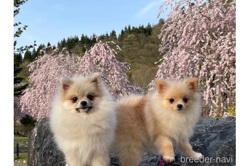 成約済の新潟県のポメラニアン-205639の8枚目