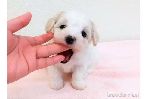 成約済の静岡県のマルプー:マルチーズ×トイプードル-232772の7枚目