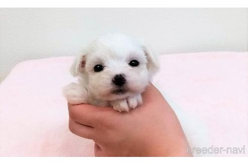 成約済の静岡県のマルプー:マルチーズ×トイプードル-232773の11枚目