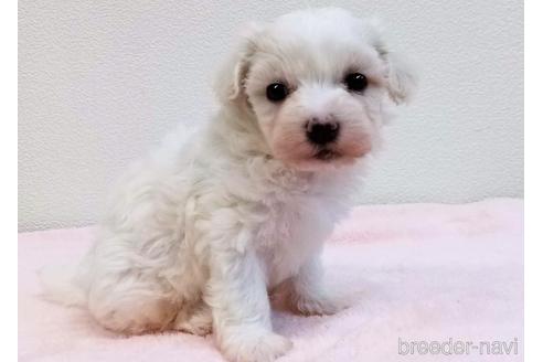 成約済の静岡県のマルプー:マルチーズ×トイプードル-233679の12枚目