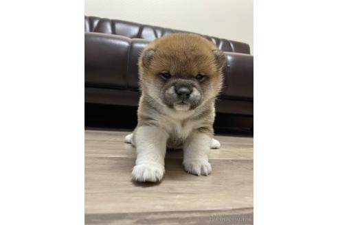 成約済の滋賀県の柴犬-231019の7枚目