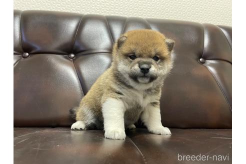 成約済の滋賀県の柴犬-231019の8枚目