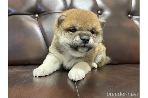 成約済の滋賀県の柴犬-231019の10枚目