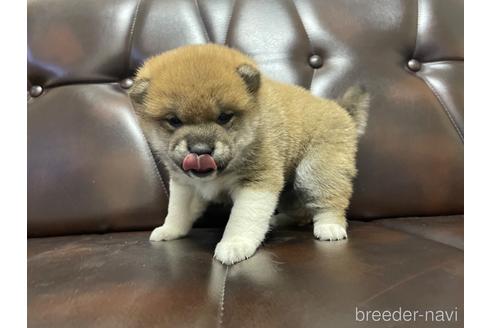 成約済の滋賀県の柴犬-231019の6枚目