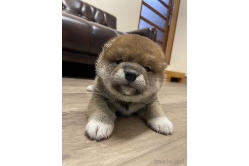 成約済の滋賀県の柴犬-231020の3枚目