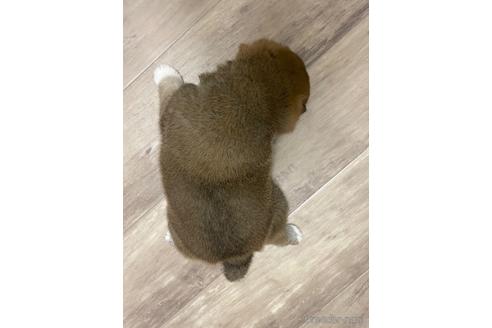 成約済の滋賀県の柴犬-231020の4枚目