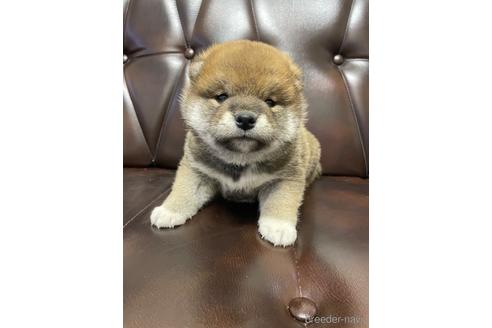 成約済の滋賀県の柴犬-231020の1枚目