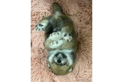 成約済の滋賀県の柴犬-231020の2枚目