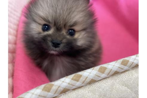 成約済の岐阜県のポメラニアン-231153の3枚目