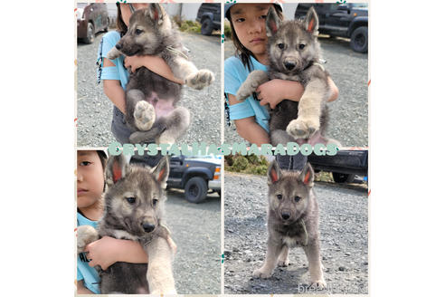 成約済ののミックス犬-225452