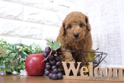 成約済の滋賀県のトイプードル-233807の1枚目