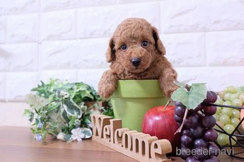 成約済の滋賀県のトイプードル-233807の4枚目