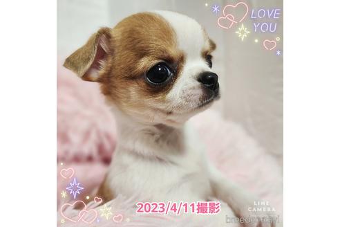 成約済の東京都のチワワ(スムースコート)-228207の35枚目