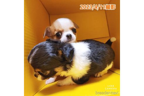 成約済の東京都のチワワ(スムースコート)-228207の34枚目