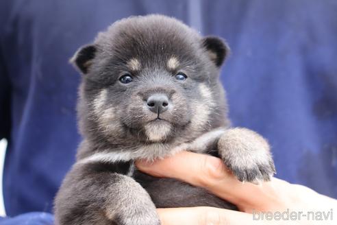 成約済の埼玉県の柴犬-233855の1枚目