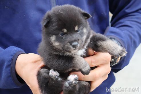 成約済の埼玉県の柴犬-233855の4枚目