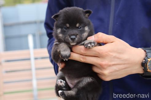 成約済の埼玉県の柴犬-233855の3枚目