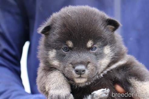 成約済の埼玉県の柴犬-233855の2枚目