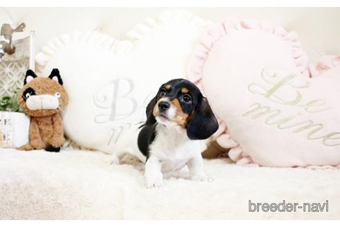 成約済の佐賀県のミニチュアダックスフンド(ワイヤーヘアード)-231448の1枚目