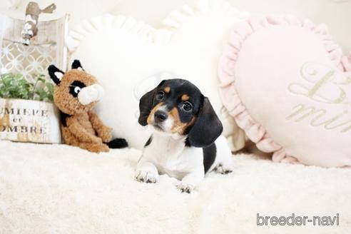 成約済の佐賀県のミニチュアダックスフンド(ワイヤーヘアード)-231448の5枚目