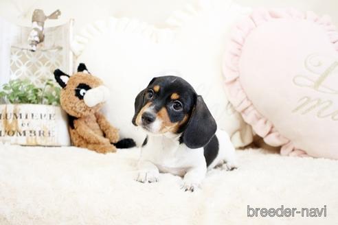 成約済の佐賀県のミニチュアダックスフンド(ワイヤーヘアード)-231448の4枚目