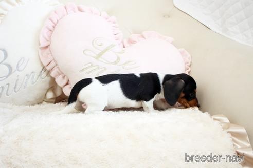 成約済の佐賀県のミニチュアダックスフンド(ワイヤーヘアード)-231448の3枚目