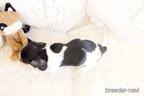 成約済の佐賀県のミニチュアダックスフンド(ワイヤーヘアード)-231448の2枚目