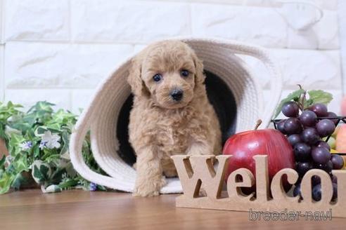 成約済の滋賀県のトイプードル-233873の1枚目