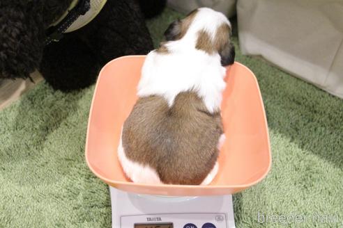 成約済の愛知県のシーズー-231376の24枚目