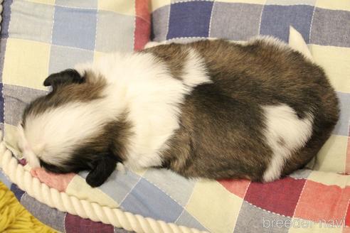 成約済の愛知県のシーズー-231374の21枚目