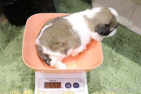 成約済の愛知県のシーズー-231006の30枚目