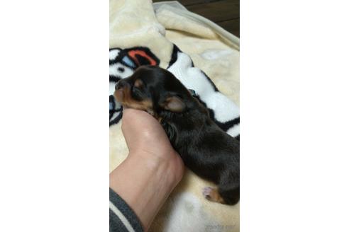 成約済の福岡県のミニチュアダックスフンド(ロングヘアード)-233908の11枚目