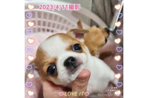 成約済の東京都のチワワ(スムースコート)-228207の32枚目