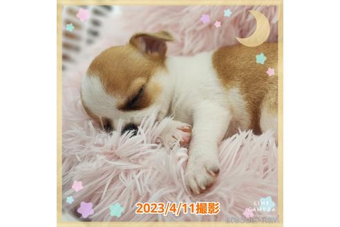 成約済の東京都のチワワ(スムースコート)-228207の31枚目