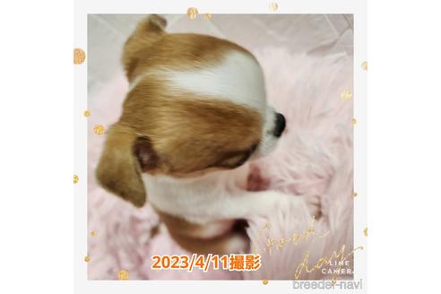 成約済の東京都のチワワ(スムースコート)-228207の30枚目
