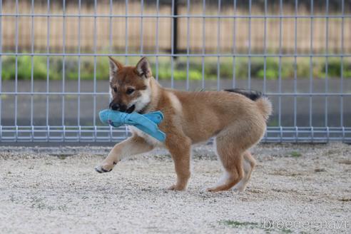 成約済の愛媛県の四国犬-230765の1枚目