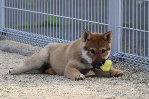 成約済の愛媛県の四国犬-230765の5枚目