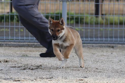 成約済の愛媛県の四国犬-230765の6枚目