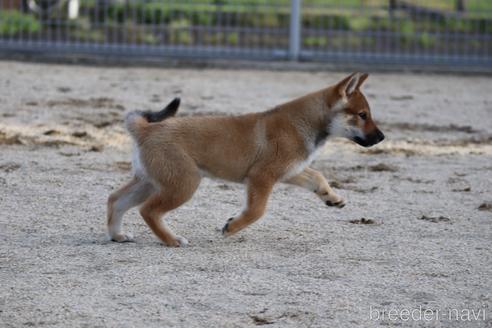 成約済の愛媛県の四国犬-230765の3枚目