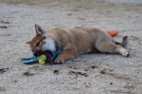 成約済の愛媛県の四国犬-230765の4枚目