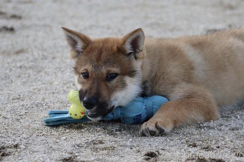 成約済の愛媛県の四国犬-230765の2枚目