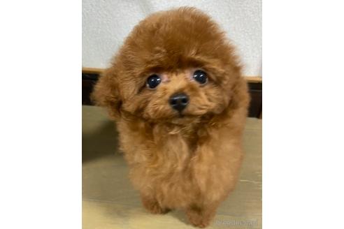 成約済の岡山県のティーカッププードル-222418